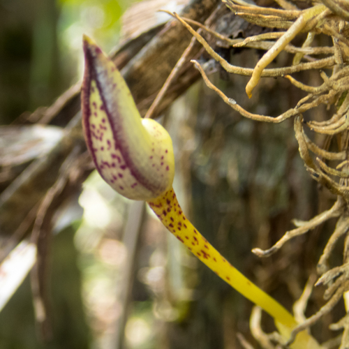 Bulbophyllum macranthum, photograph 2