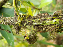 Taeniophyllum pusillum