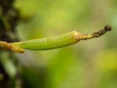 Taeniophyllum pusillum