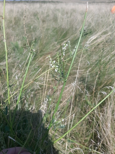 White Sweetclover