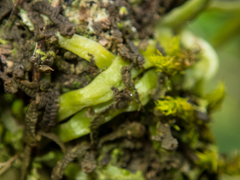 Taeniophyllum pusillum