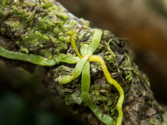 Taeniophyllum pusillum