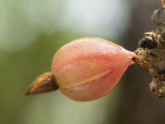 Dendrobium aloifolium