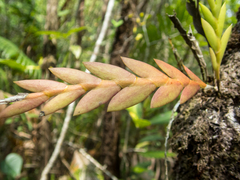 Dendrobium aloifolium