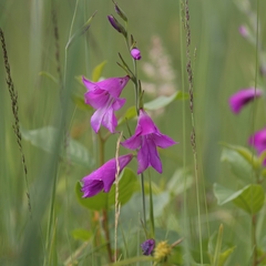 Gladiolus palustris
