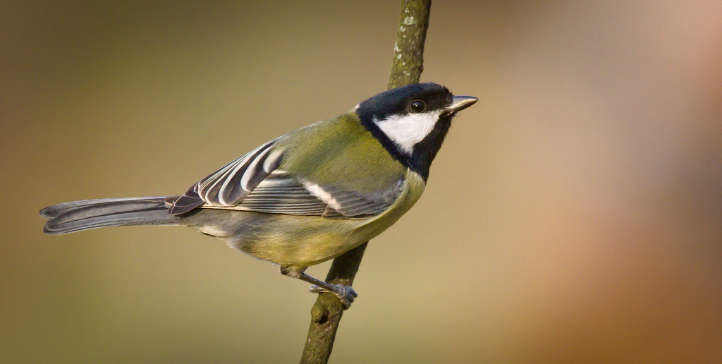 Common Great Tit