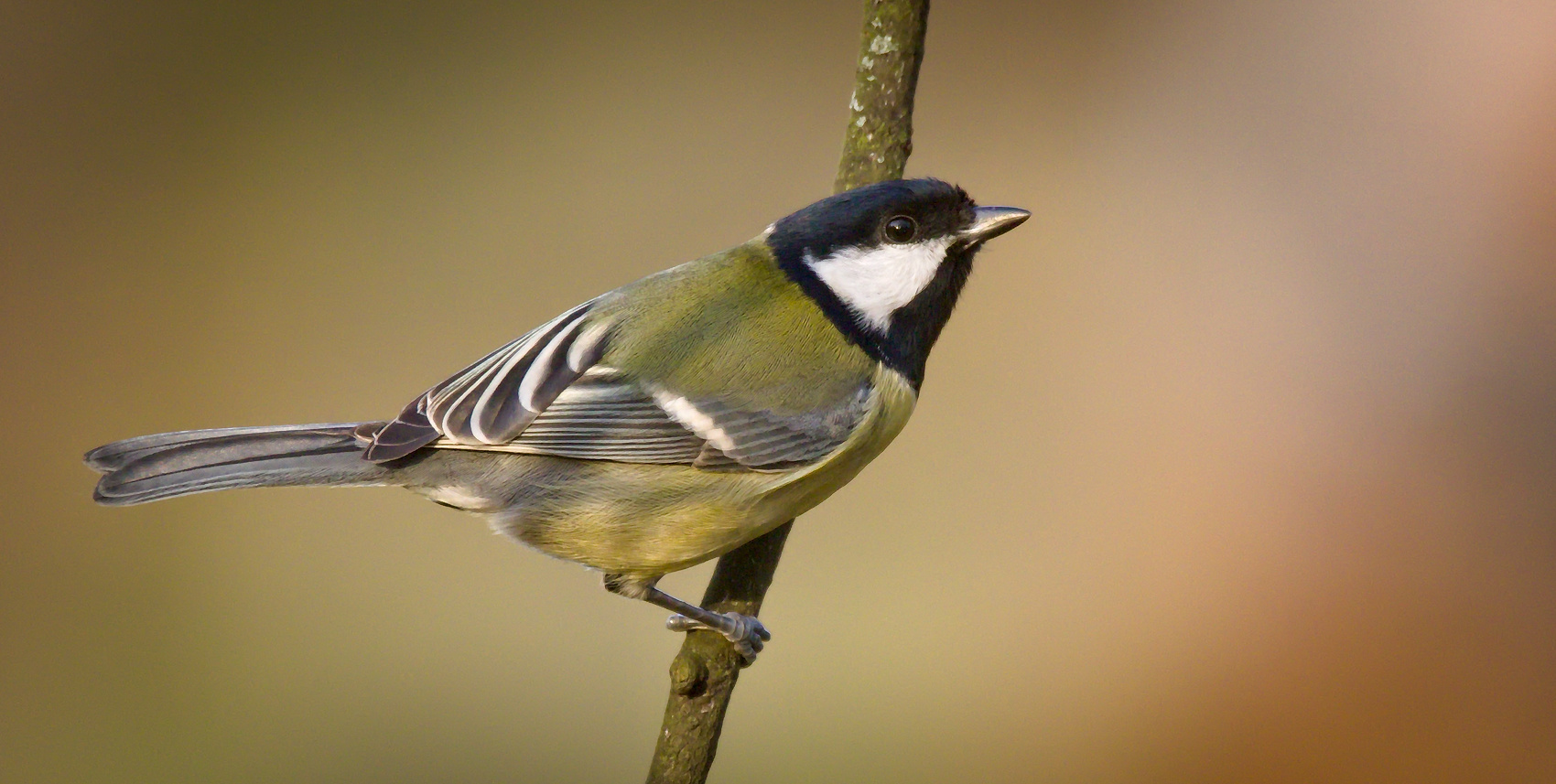 Common Great Tit (Subspecies Parus major major) · iNaturalist