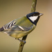 Common Great Tit - Photo (c) hedera.baltica, some rights reserved (CC BY-SA)