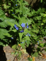 Pentaglottis sempervirens