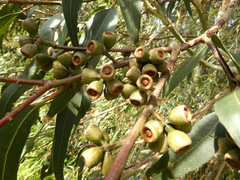 Eucalyptus bosistoana