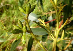 Eucalyptus bosistoana