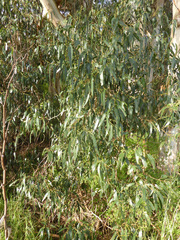 Eucalyptus bosistoana
