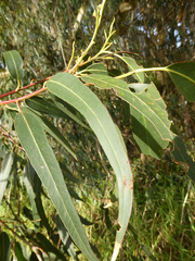 Eucalyptus bosistoana