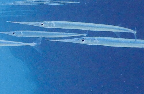 Platybelone argalus observed 2026-08-27
