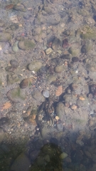 Lethenteron kessleri