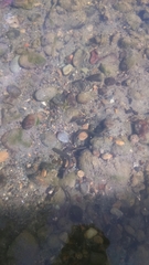 Lethenteron kessleri