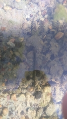 Lethenteron kessleri