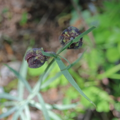 Fritillaria montana