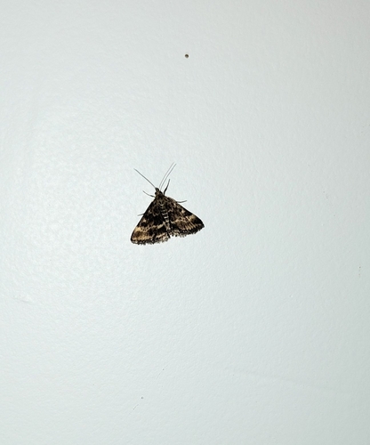 Straw-barred Pearl
