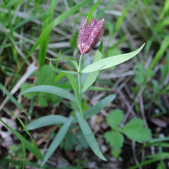 Fritillaria montana