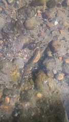 Lethenteron kessleri