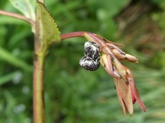 Cionus scrophulariae