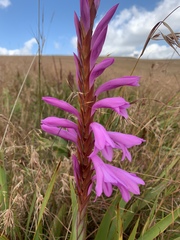 Watsonia pulchra