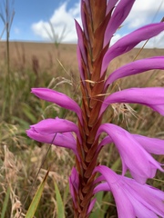 Watsonia pulchra