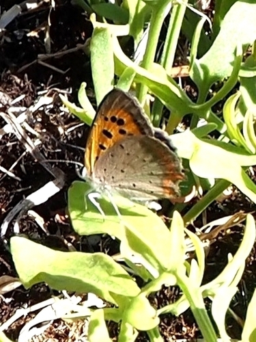Small Copper