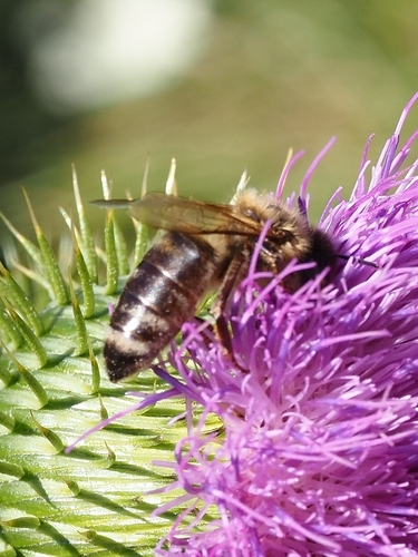 Western Honey Bee