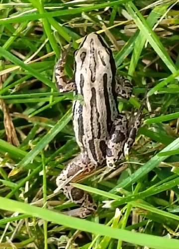 Boreal Chorus Frog