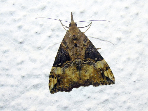 Bloxworth Snout