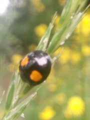 Harmonia axyridis