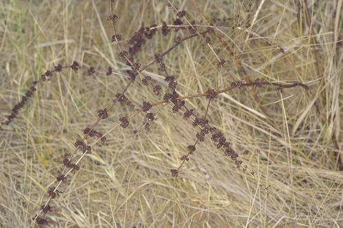 Rumex pulcher, photograph 1