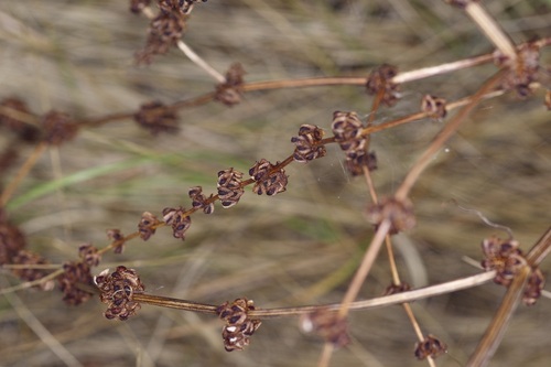 Rumex pulcher, photograph 2