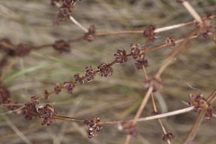 Rumex pulcher, photograph (c) Michelle W. （鍾偉瑋）, some rights reserved (CC BY)