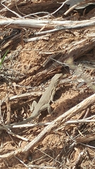 Uta stansburiana uniformis