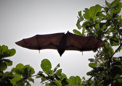 Pteropus livingstonii