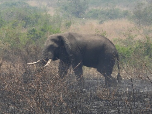 African Savanna Elephant