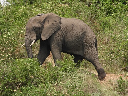 African Savanna Elephant