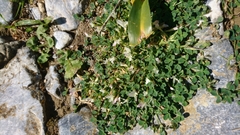 Trifolium uniflorum