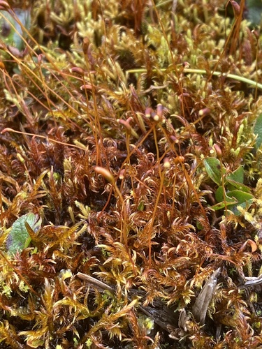 Sarmentypnum exannulatum observed 2026-08-27