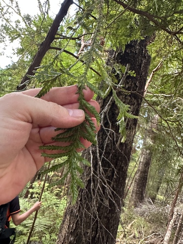 Libocedrus plumosa, 2026-08-25