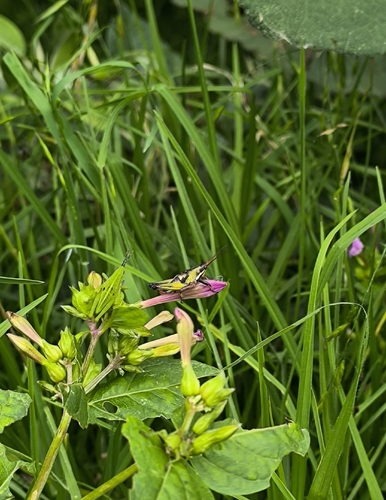 Cornfield Grasshopper