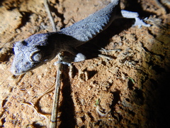 Strophurus ciliaris
