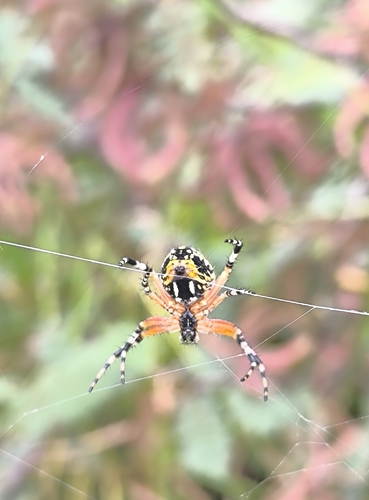 Western Spotted Orbweaver