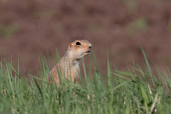 Spermophilus major