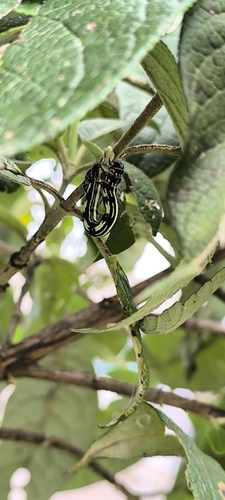 Acronyctodes mexicanaria