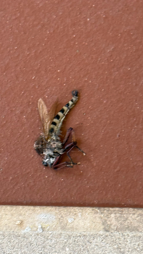 Maroon-legged Lion Fly