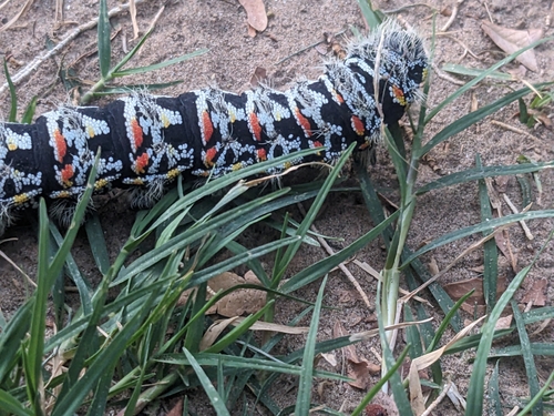 Zig-Zag Emperor Silkmoth